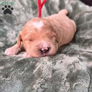 Winston, Mini Goldendoodle Puppy